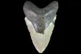 Bargain, Megalodon Tooth - North Carolina #82906-1
